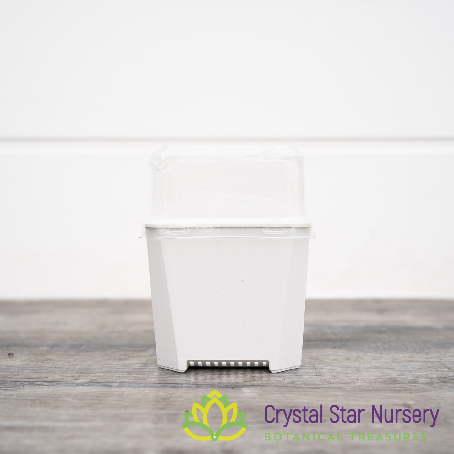 Square Pot with Dome Cover