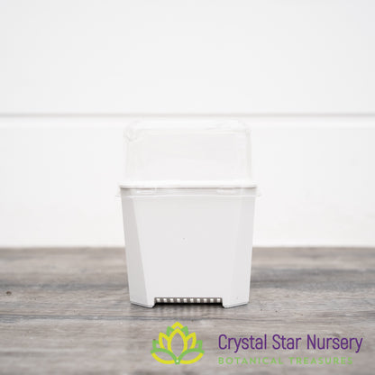 Square Pot with Dome Cover