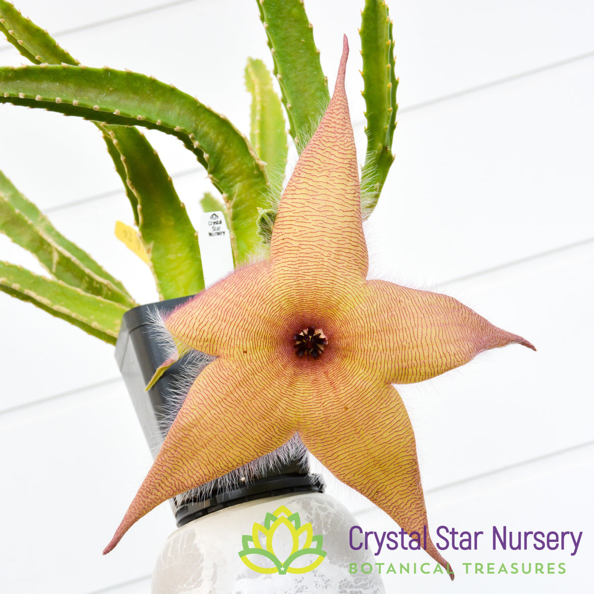Stapelia Gigantea