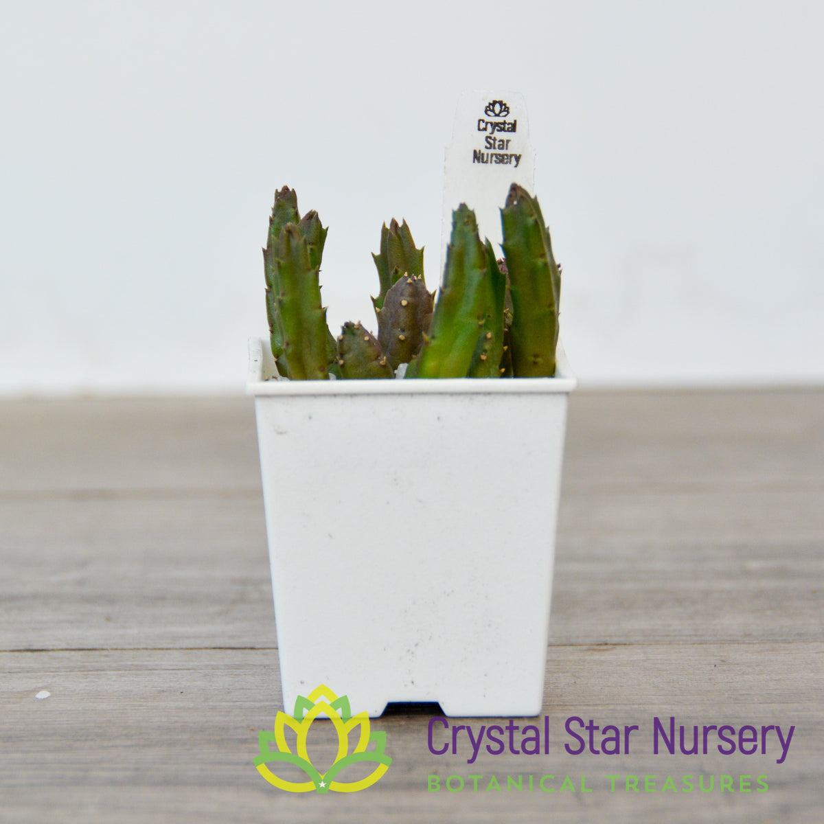Stapelia Schinzii