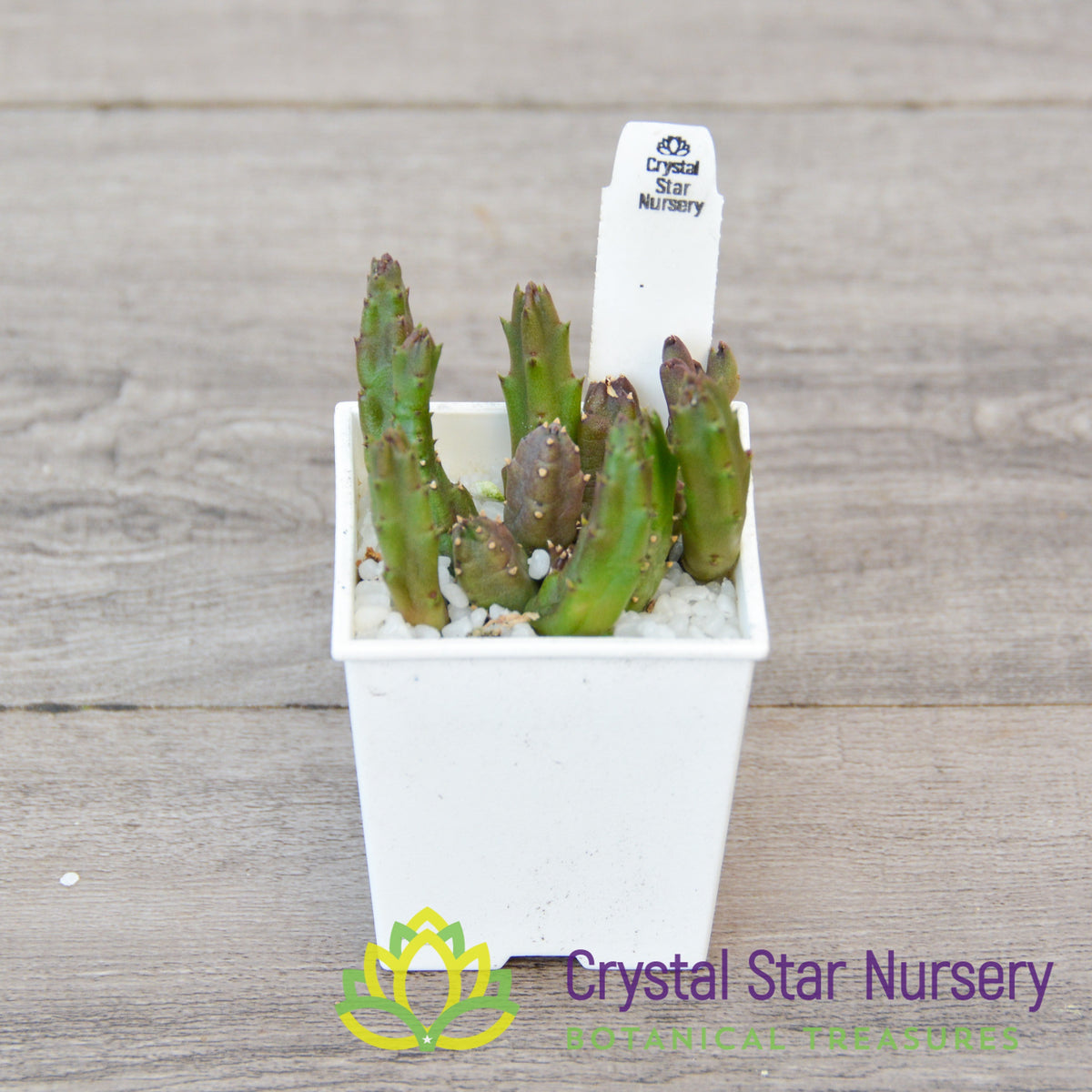 Stapelia Schinzii