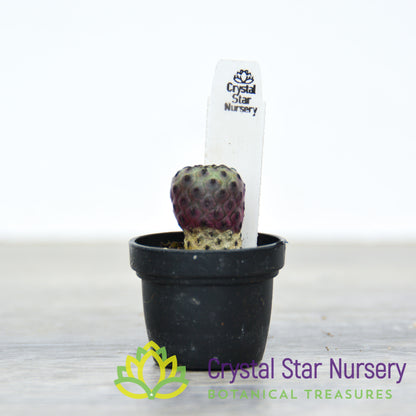 Sulcorebutia rauschii