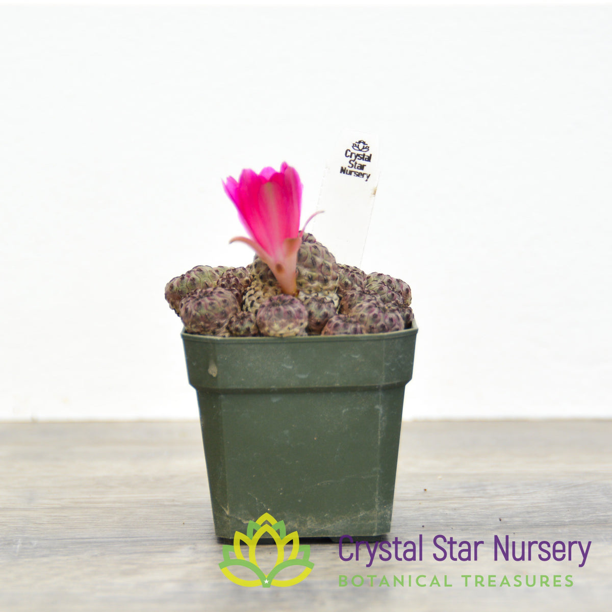 Sulcorebutia rauschii