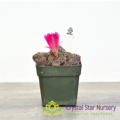 Sulcorebutia rauschii