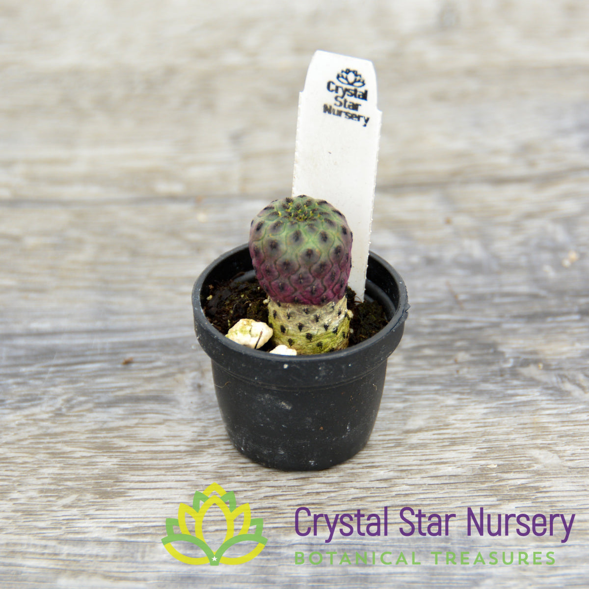 Sulcorebutia rauschii