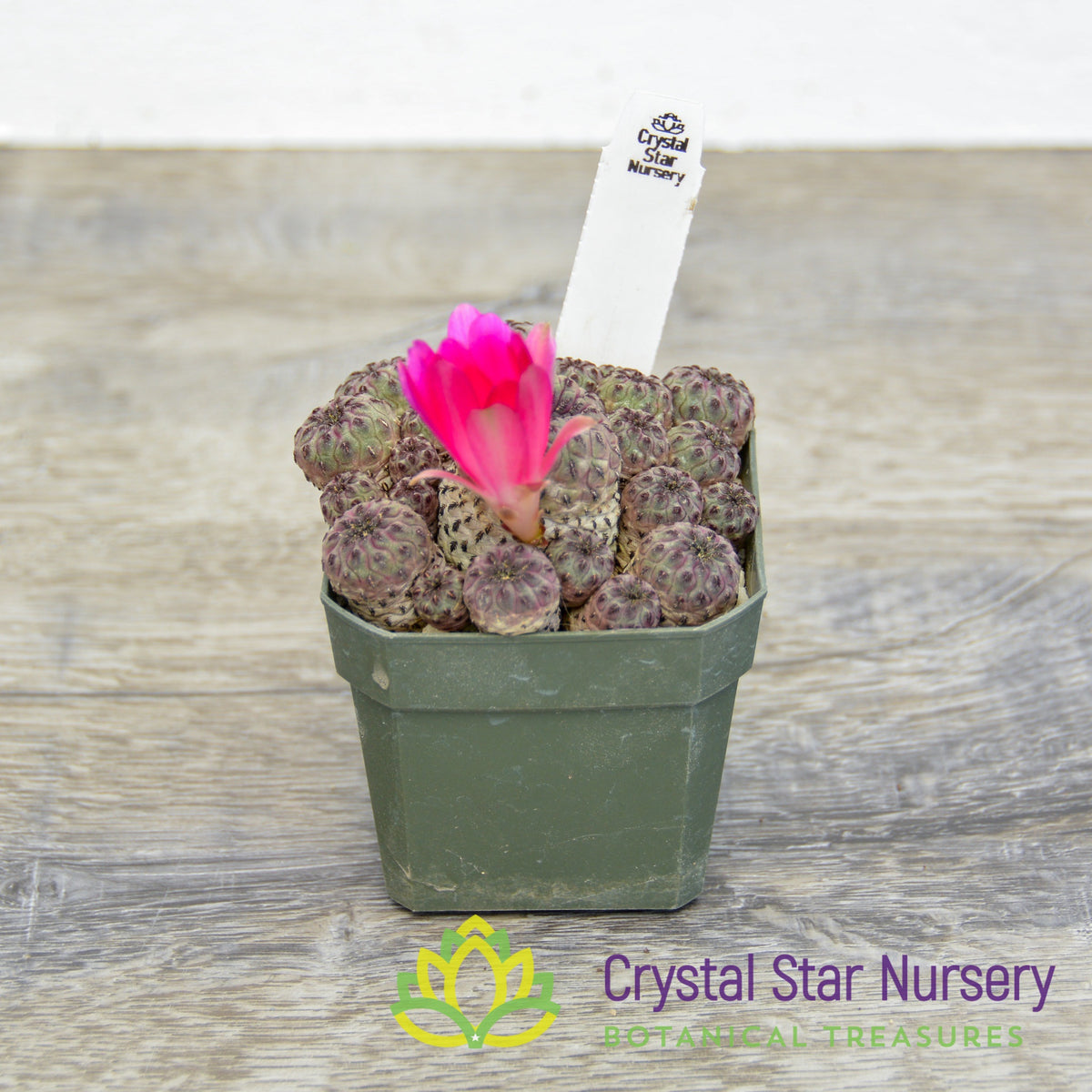 Sulcorebutia rauschii