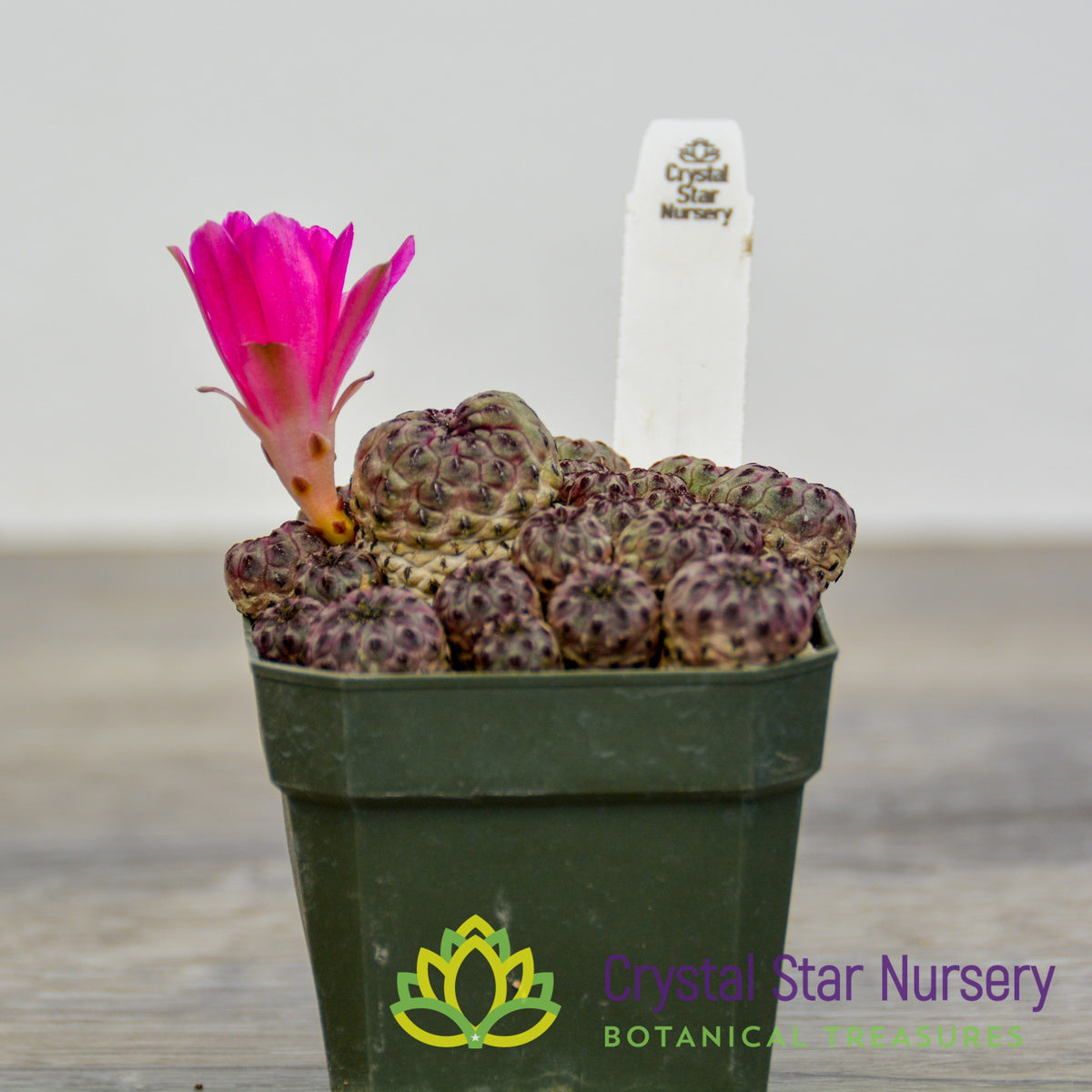 Sulcorebutia rauschii