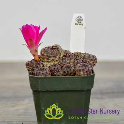 Sulcorebutia rauschii
