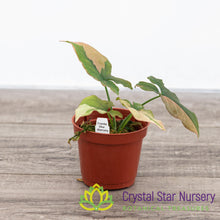 Syngonium Pink Splash