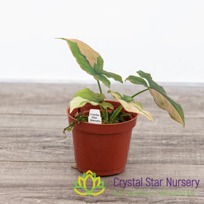 Syngonium Pink Splash