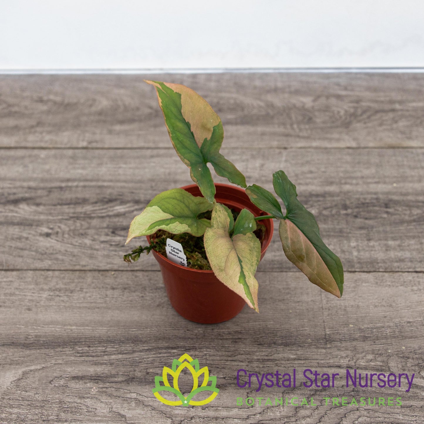 Syngonium Pink Splash