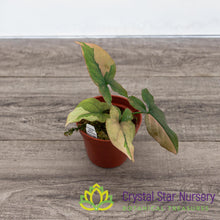 Syngonium Pink Splash