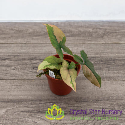 Syngonium Pink Splash