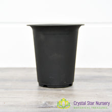 Tall Straight Hard Plastic Pot with Flare Top