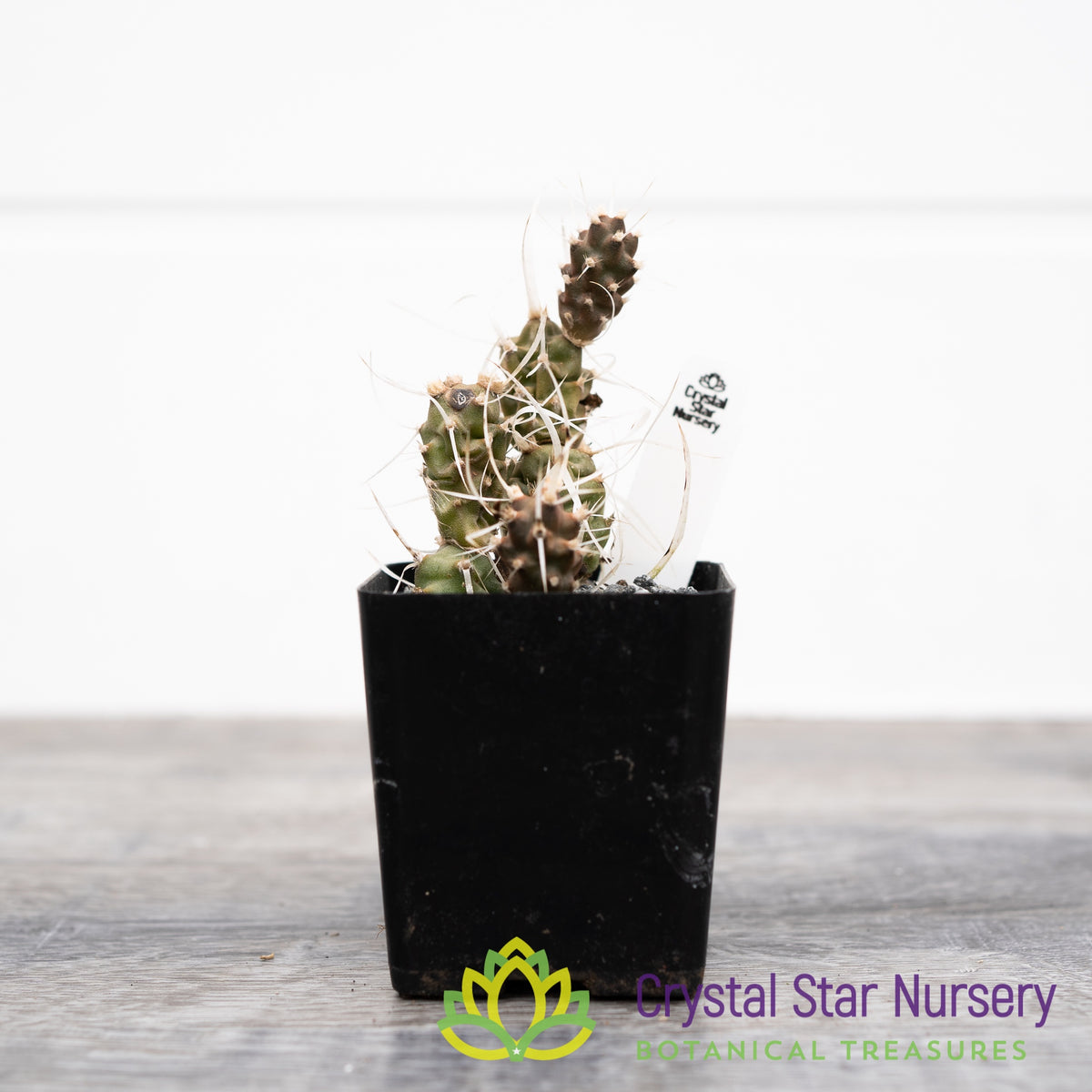 Tephrocactus Articulatus var Papyracanthus