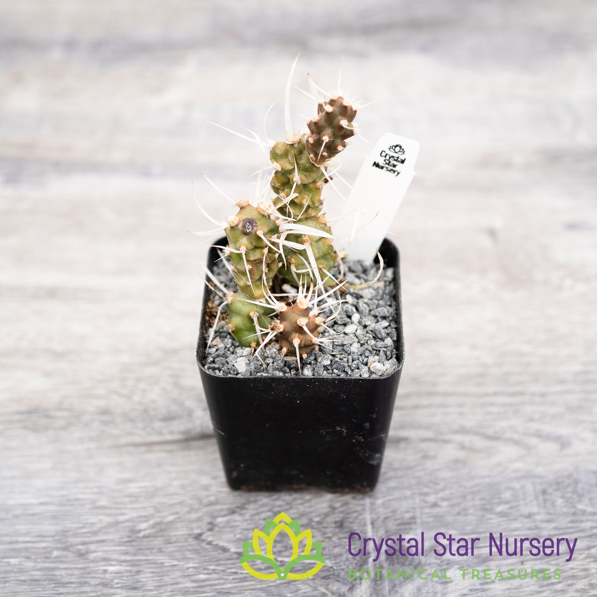 Tephrocactus Articulatus var Papyracanthus