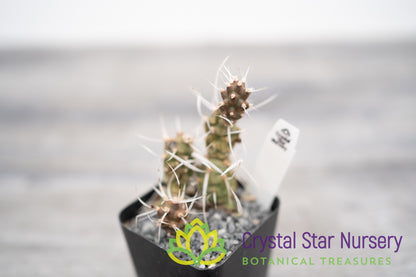 Tephrocactus Articulatus var Papyracanthus
