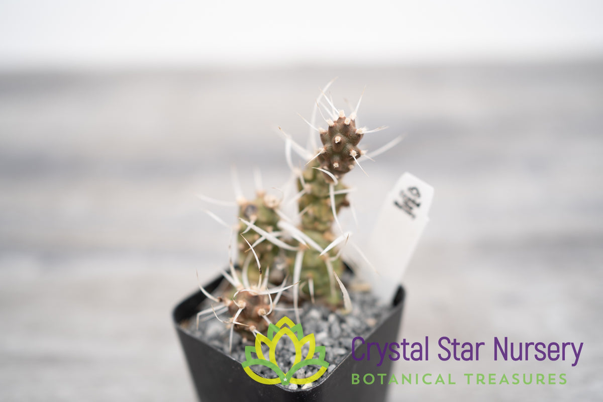 Tephrocactus Articulatus var Papyracanthus