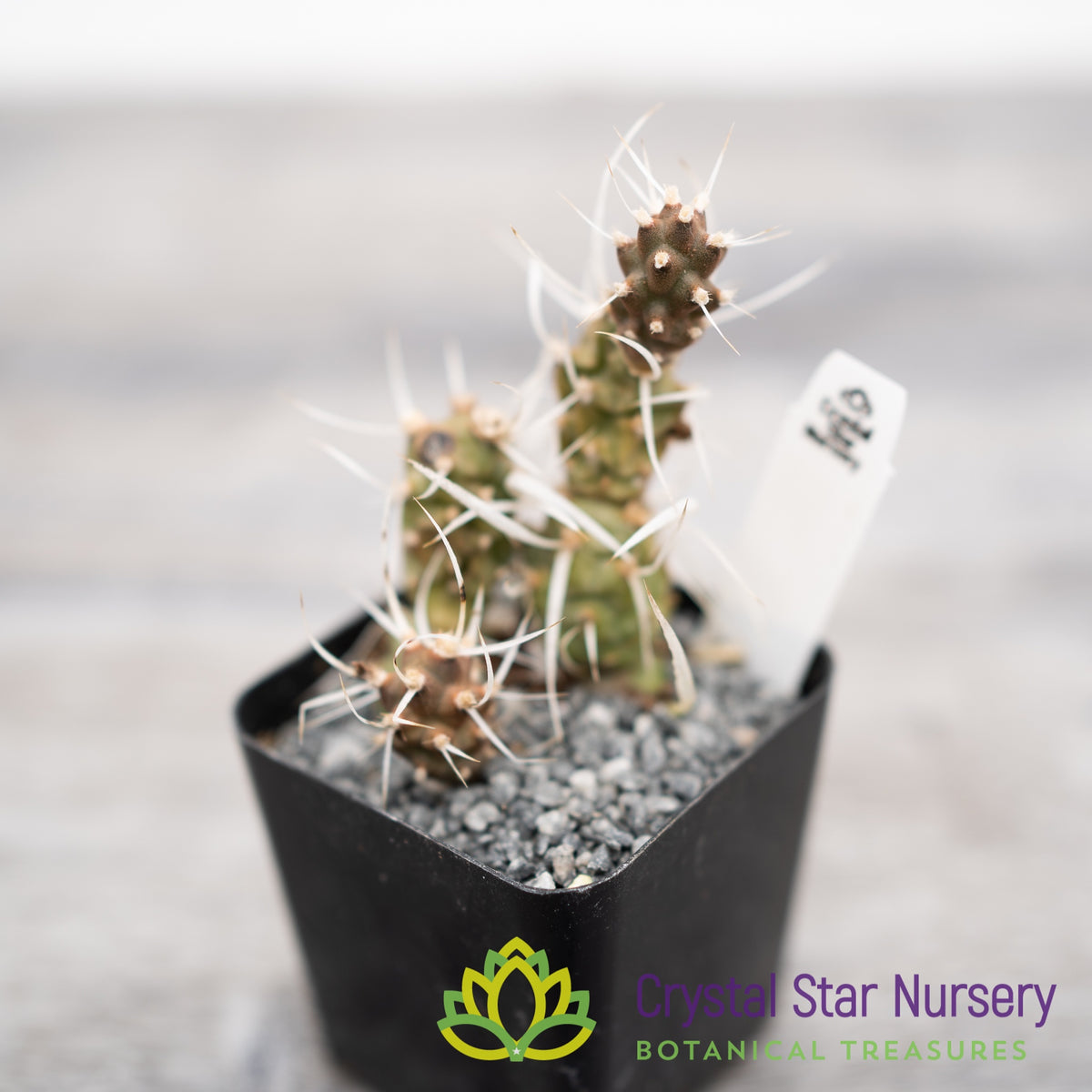 Tephrocactus Articulatus var Papyracanthus