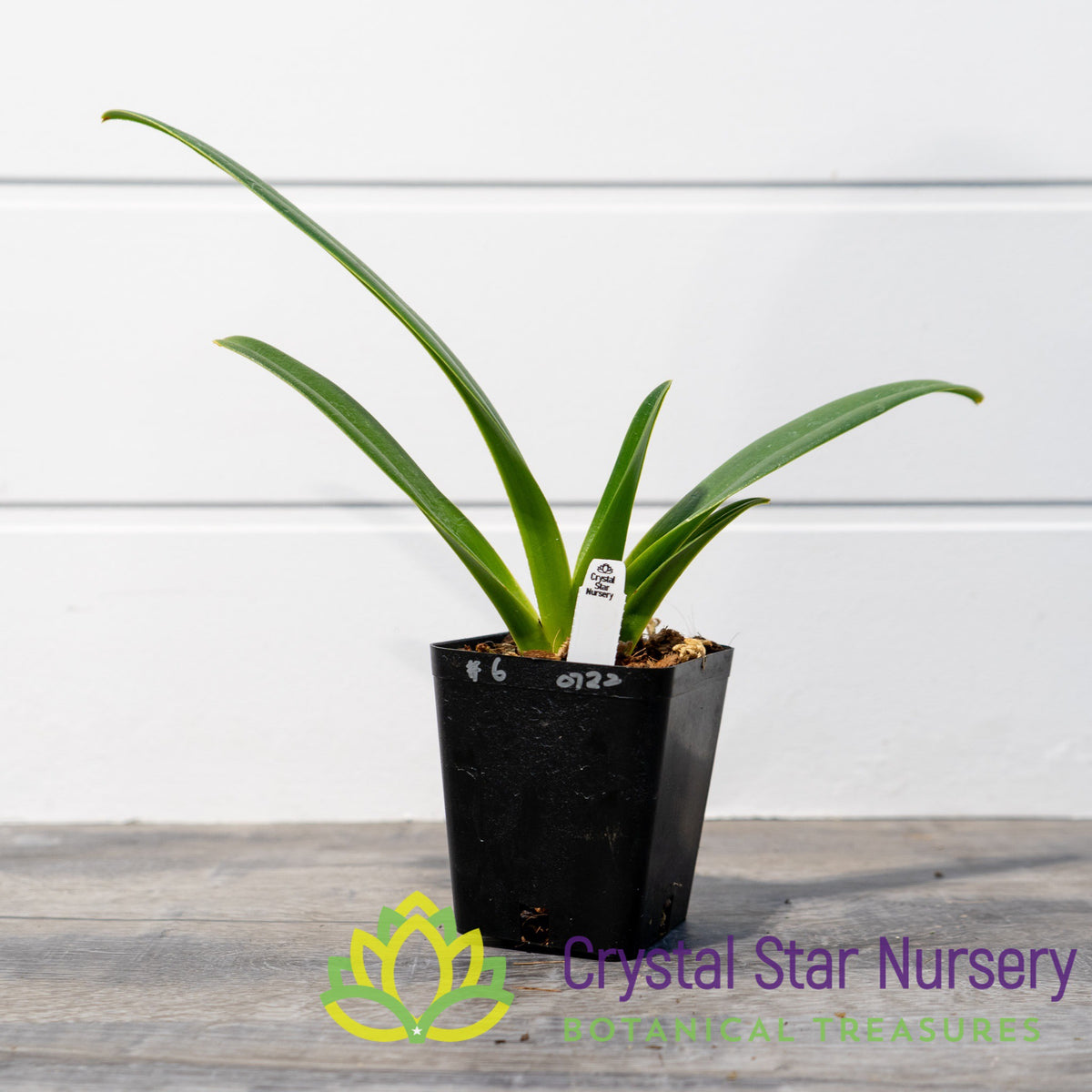 Paphiopedilum Haynaldianum (6)