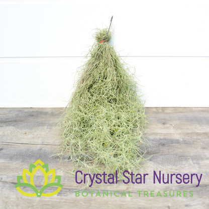 Tillandsia Usneoides (Spanish Moss)
