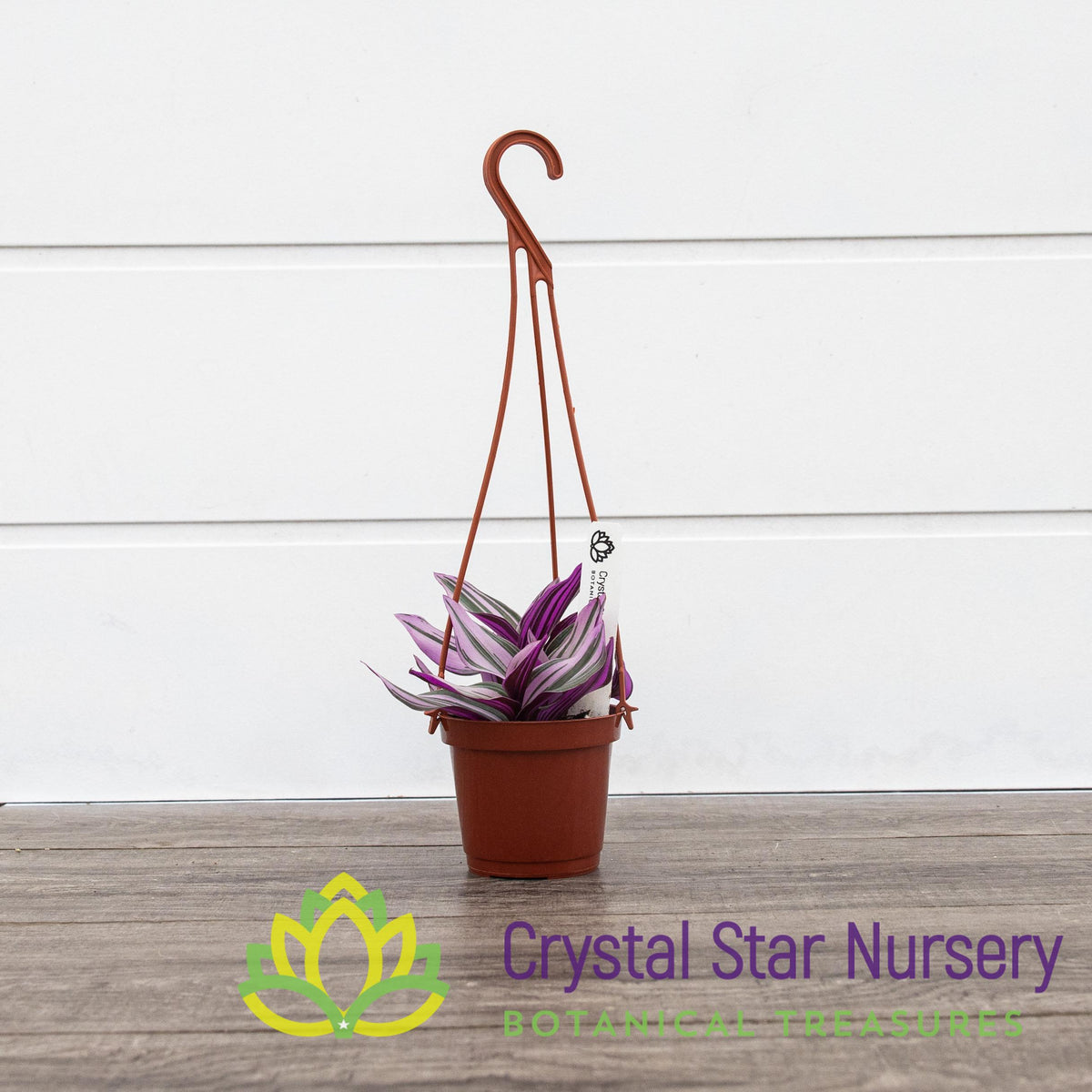 Tradescantia Fluminensis Lilac