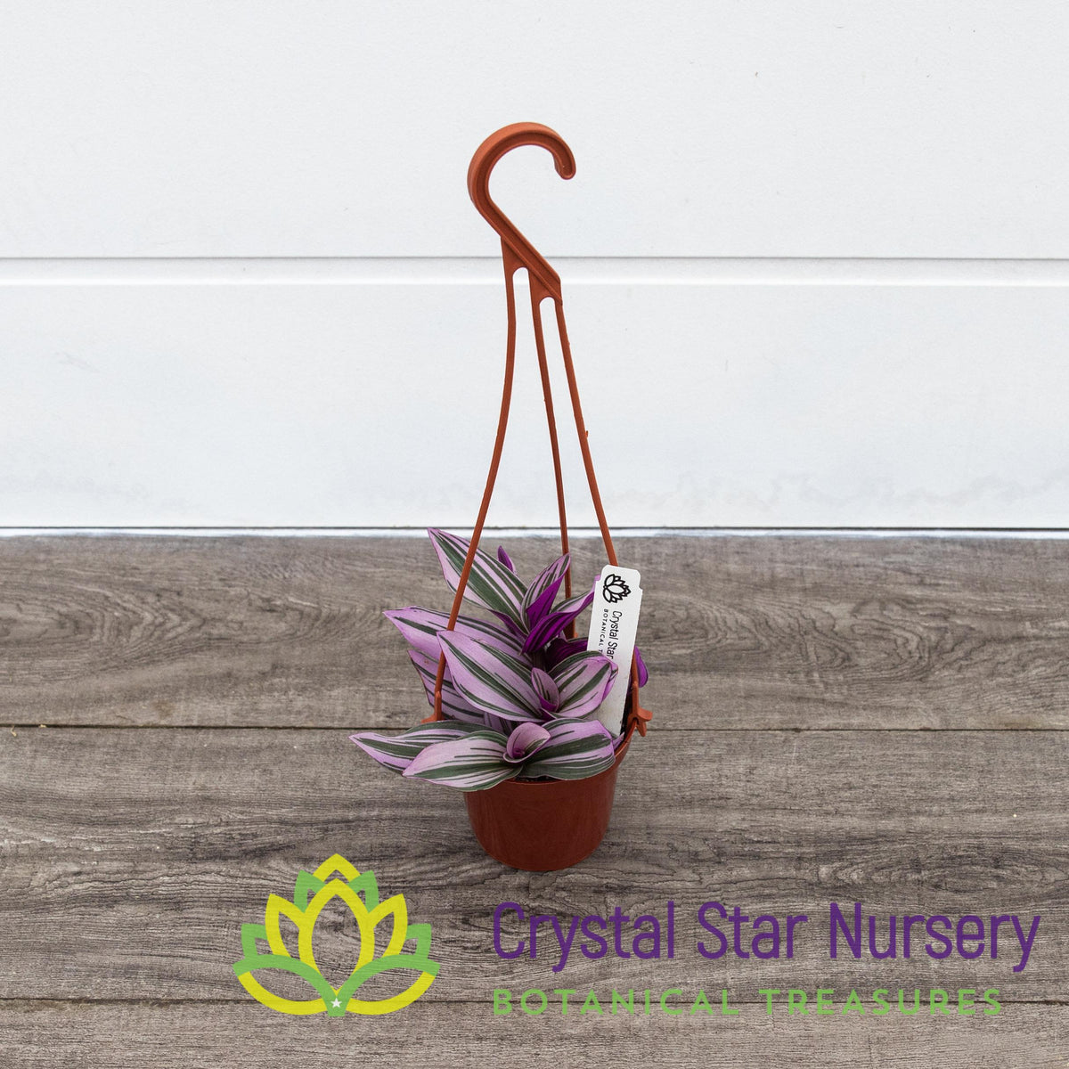 Tradescantia Fluminensis Lilac