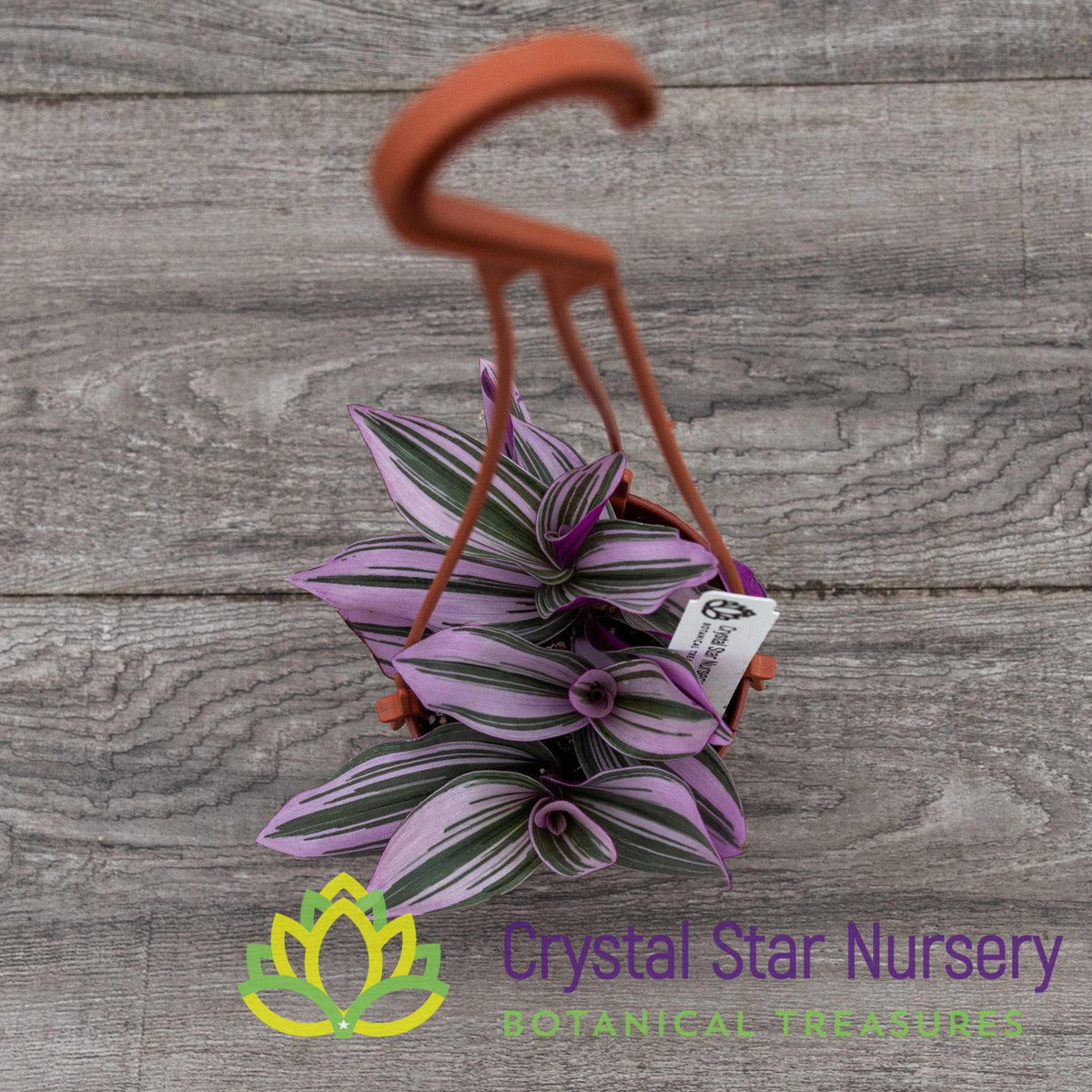 Tradescantia Fluminensis Lilac