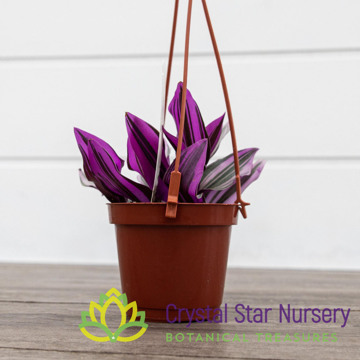 Tradescantia Fluminensis Lilac