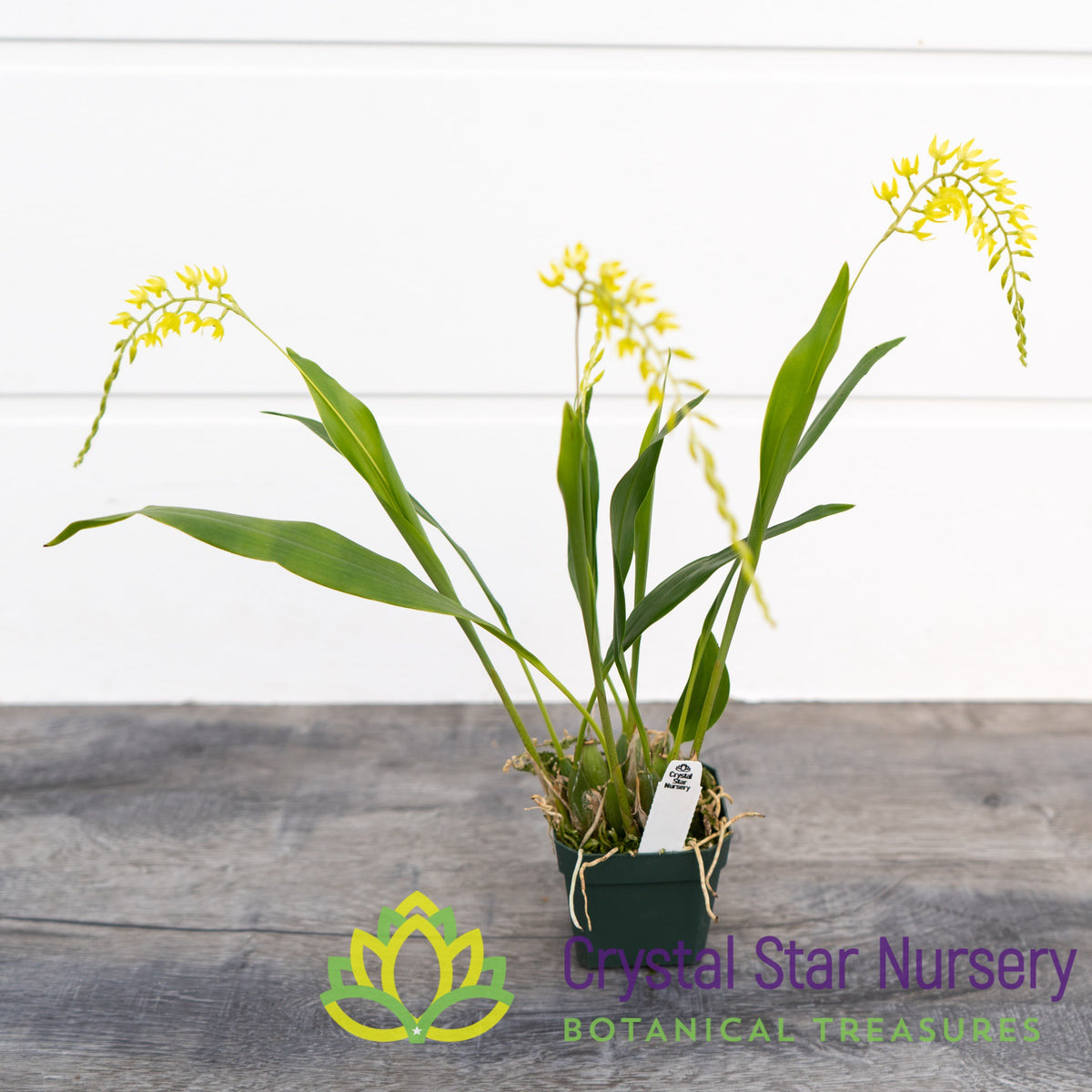 Dendrochilum Uncatum