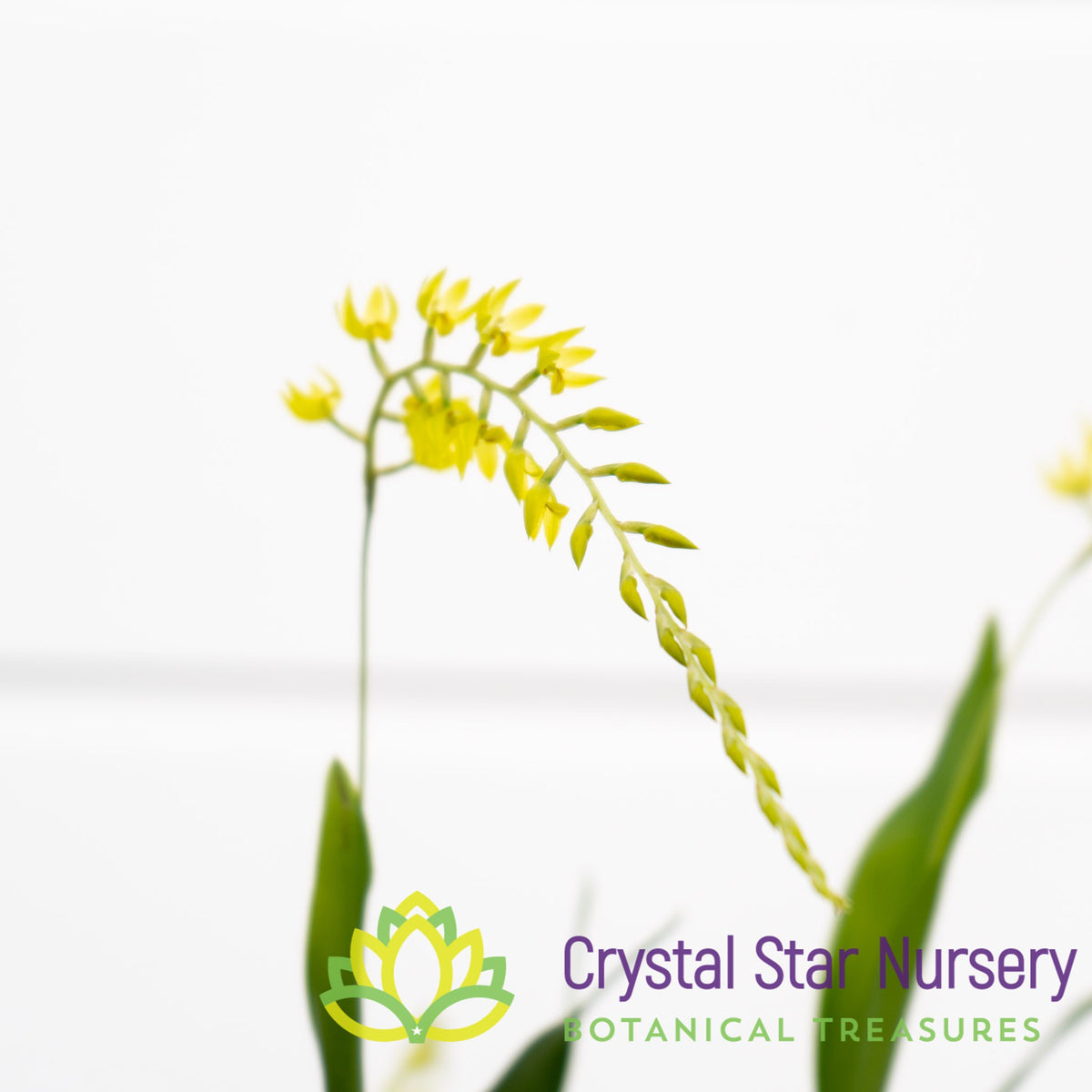 Dendrochilum Uncatum