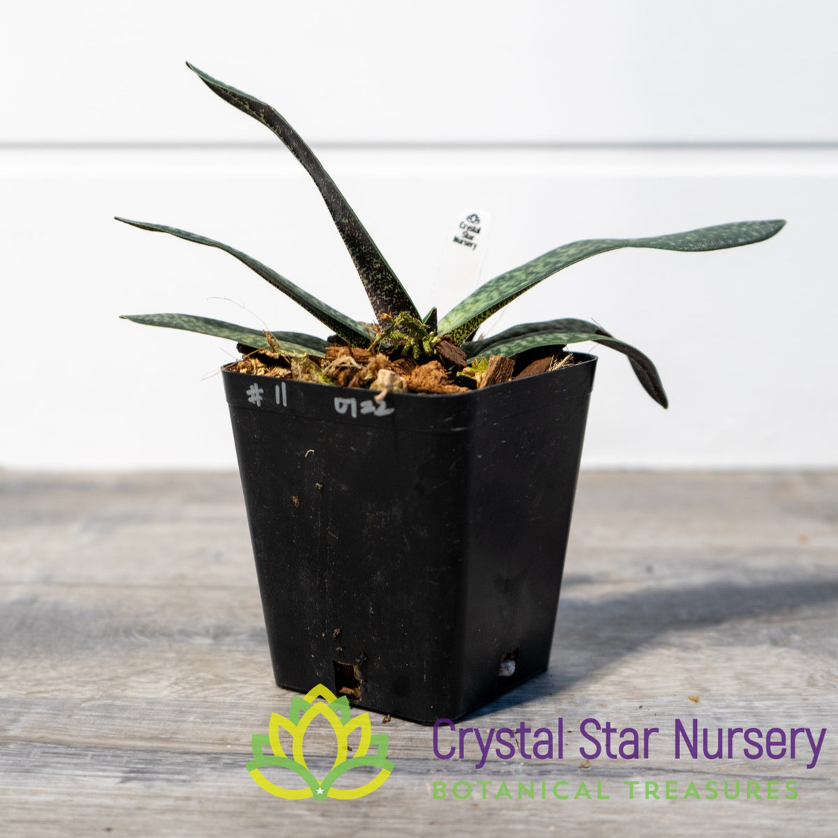 Paphiopedilum Magic Lantern (11)