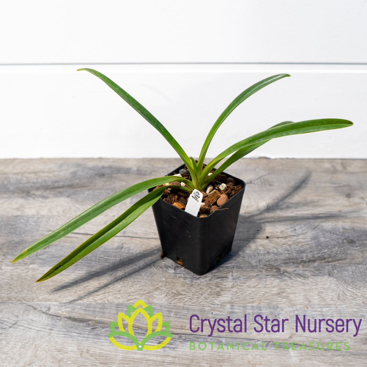 Paphiopedilum Hirsutissimum var Esquirolei (PN29)