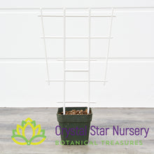 White Plastic Trellis