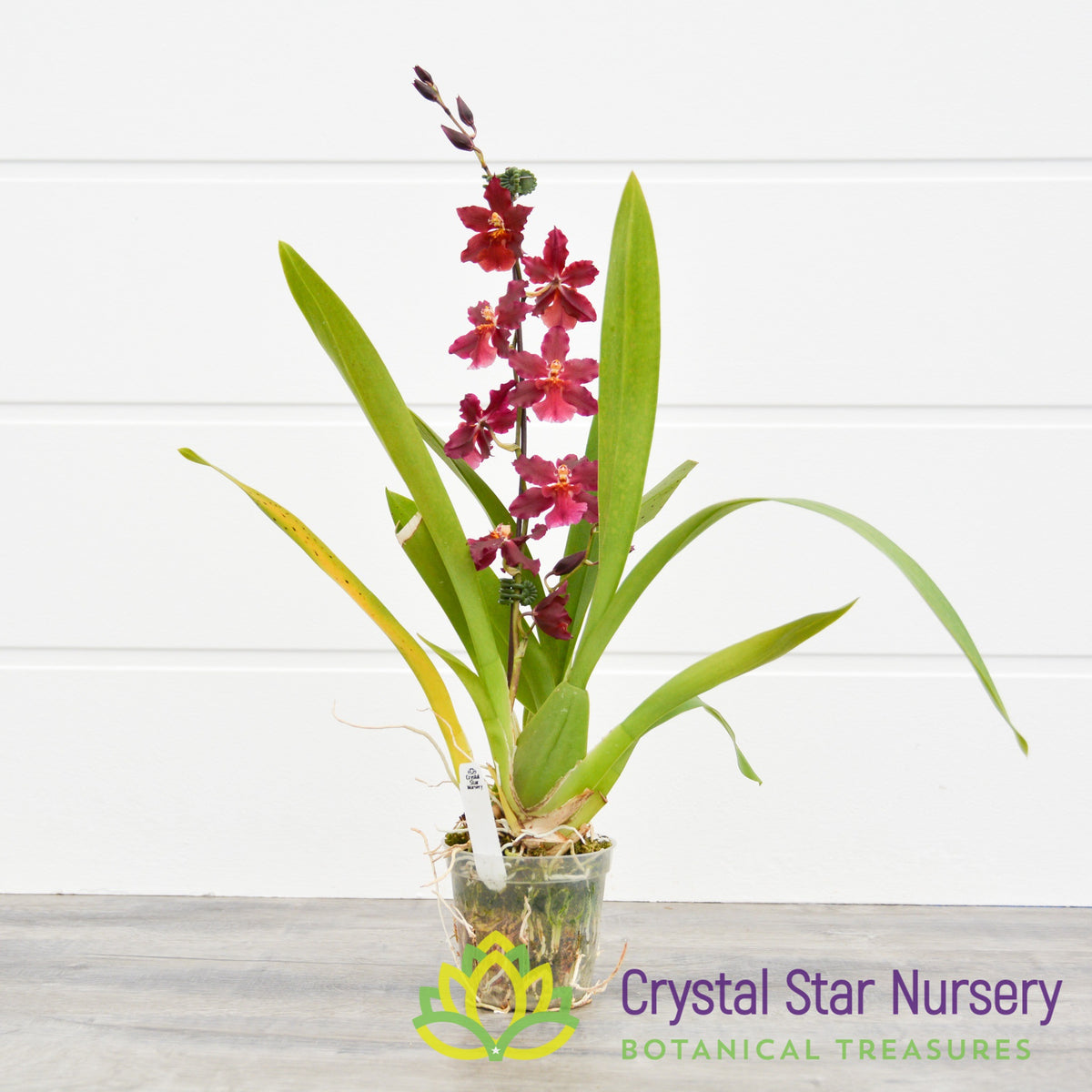 Wilsonara Guann Shin Sweetheart &#39;Guann Shin 2&#39;