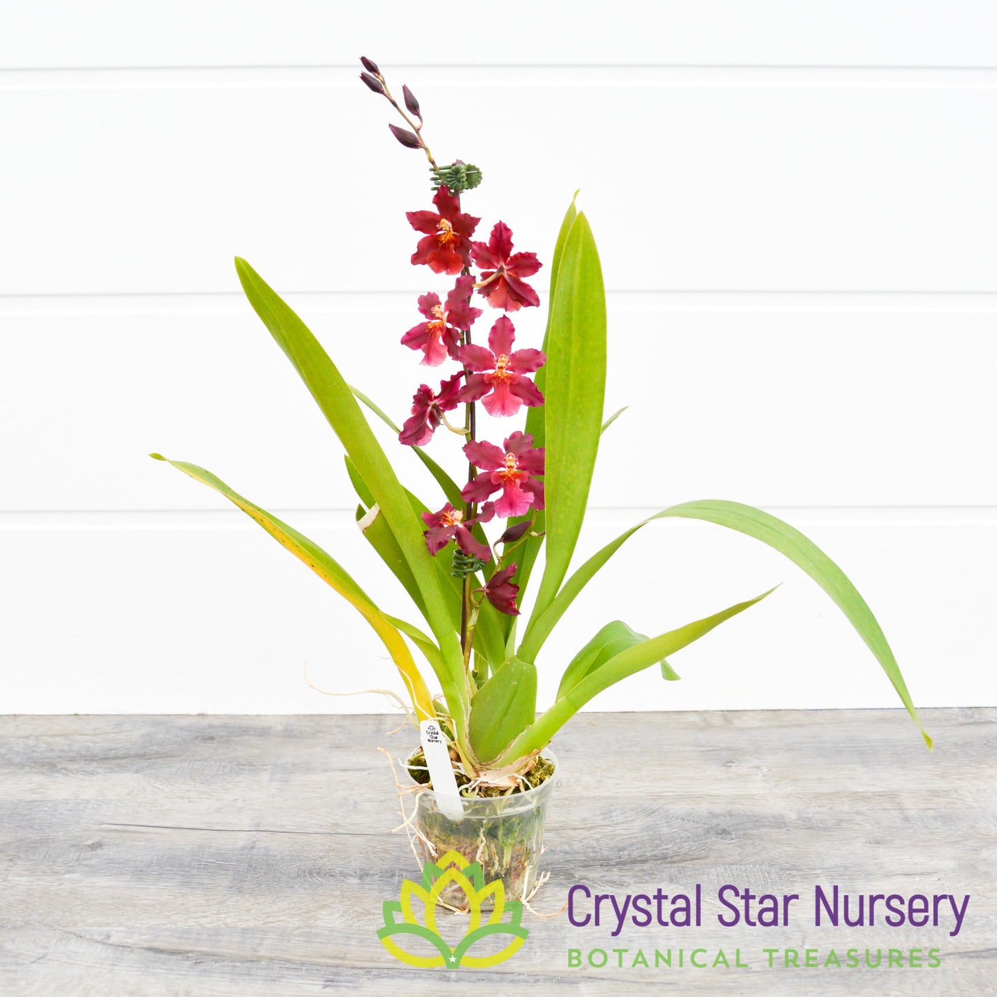 Wilsonara Guann Shin Sweetheart 'Guann Shin 2'