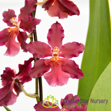 Wilsonara Guann Shin Sweetheart 'Guann Shin 2'