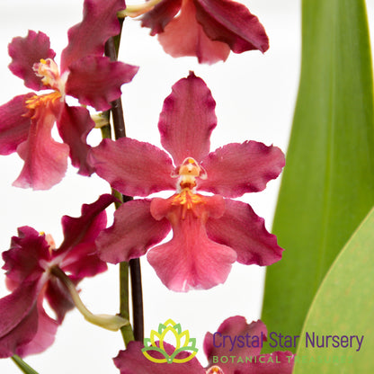 Wilsonara Guann Shin Sweetheart 'Guann Shin 2'
