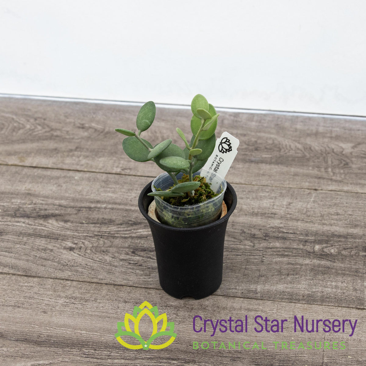 Xerosicyos Danguyi Silver Dollar Vine &quot;Penny Plant&quot;