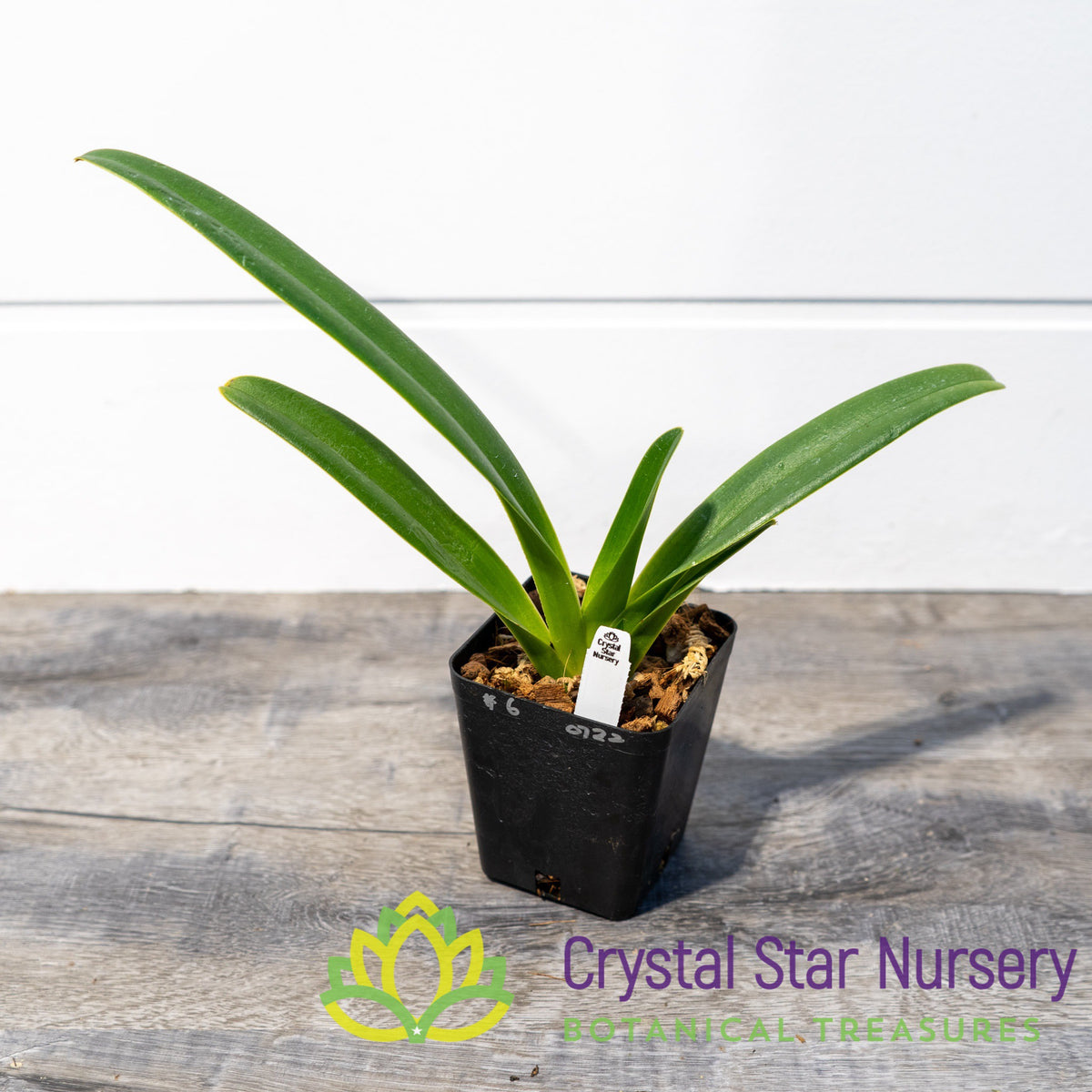 Paphiopedilum Haynaldianum (6)