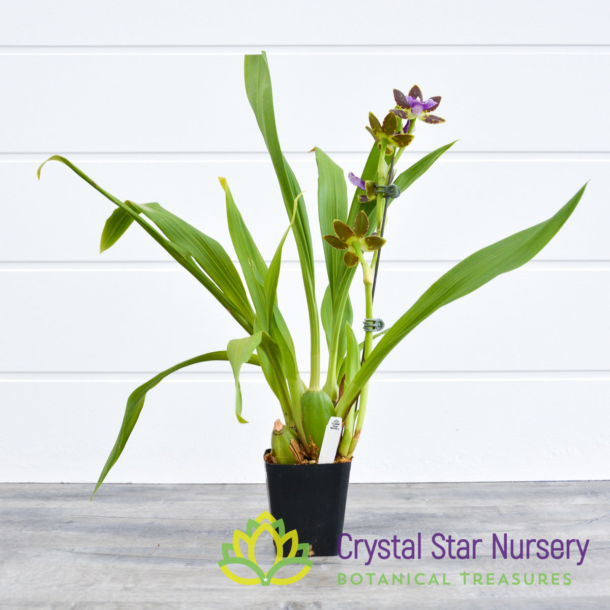 Zygopetalum Advance Australia &#39;HOF&#39; AM/AOS (H947)