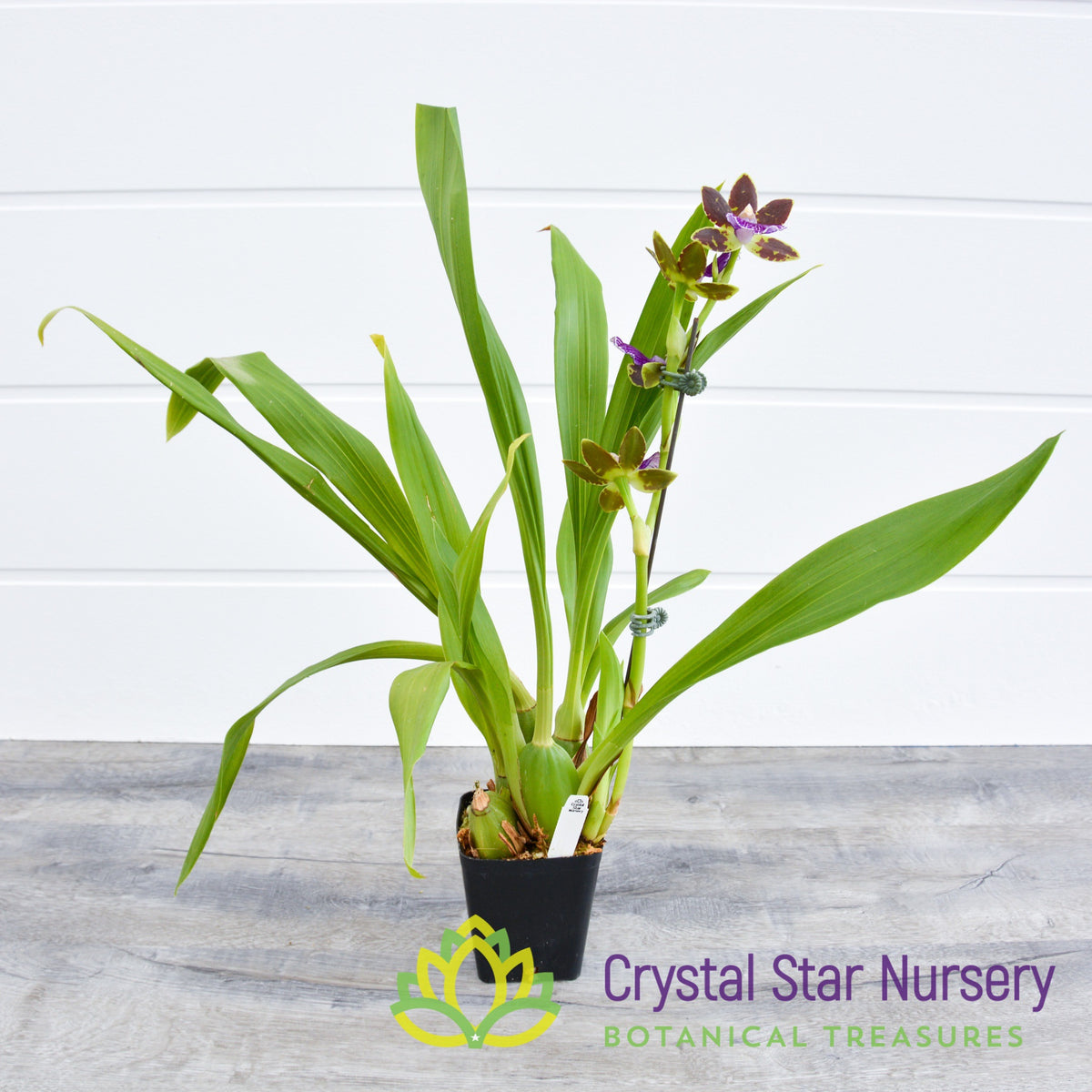 Zygopetalum Advance Australia &#39;HOF&#39; AM/AOS (H947)