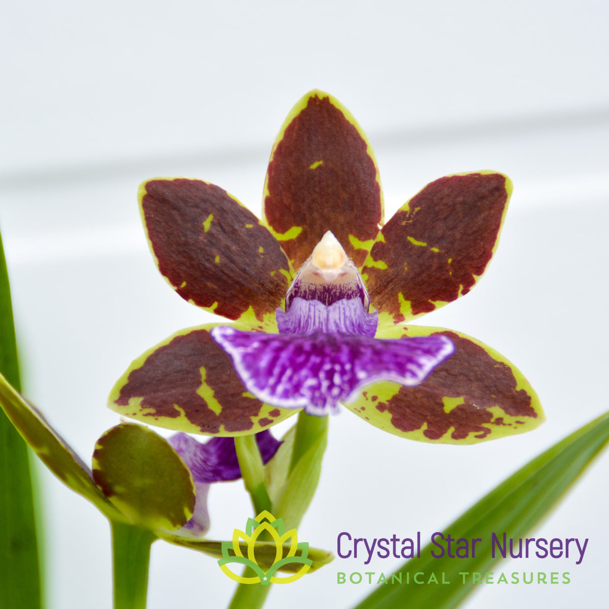 Zygopetalum Advance Australia &#39;HOF&#39; AM/AOS (H947)