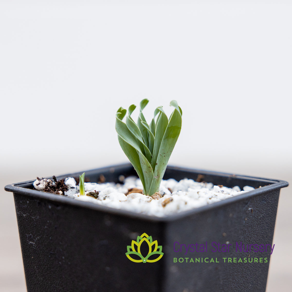 Albuca Concordiana