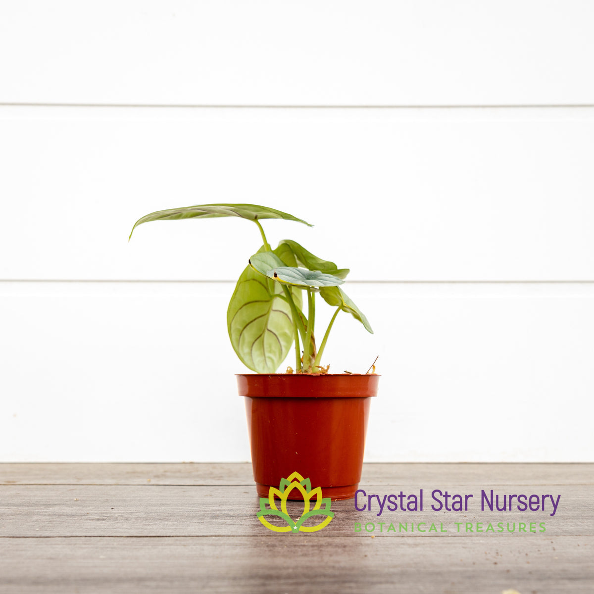 Alocasia Silver Dragon