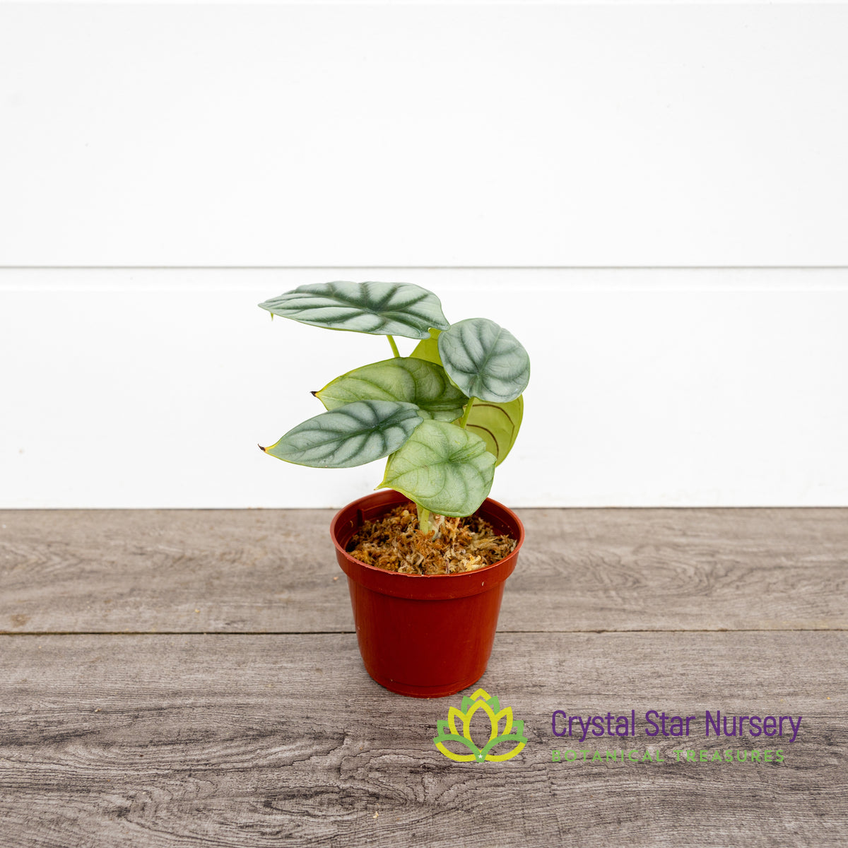 Alocasia Silver Dragon