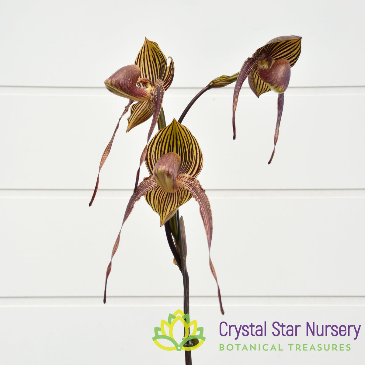 Paphiopedilum Wossner Black Wings
