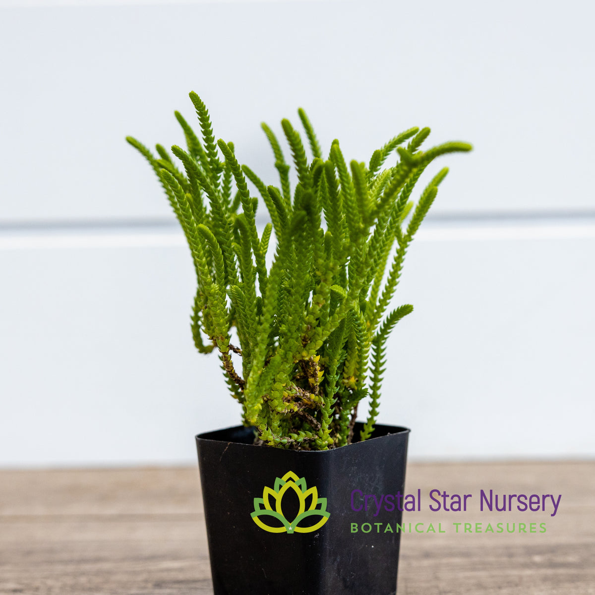 Crassula Muscosa
