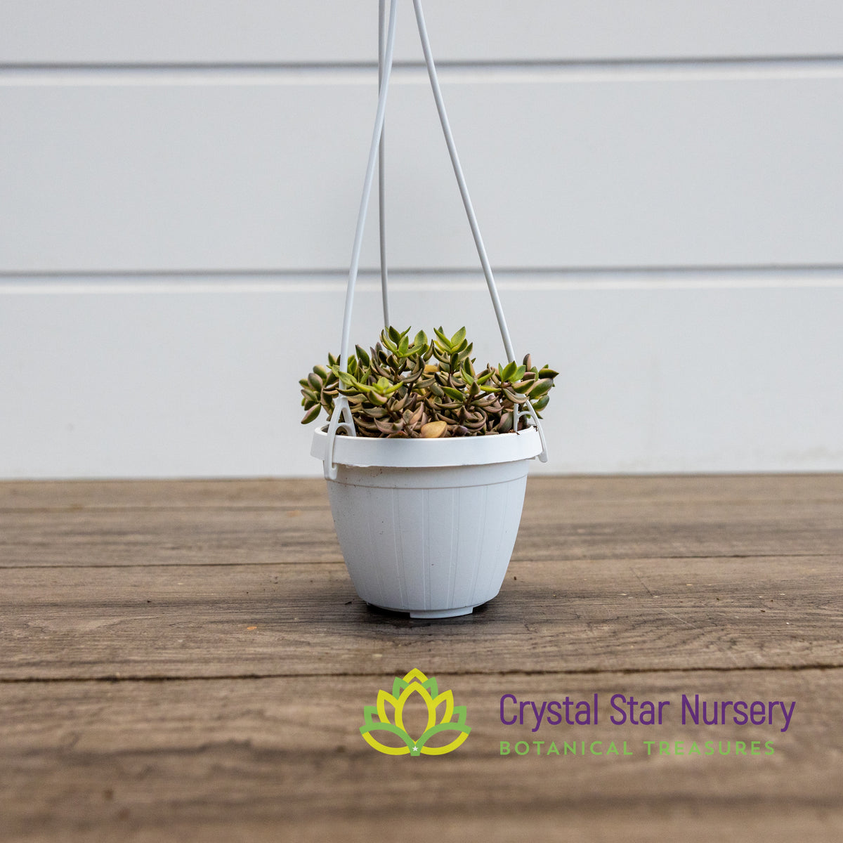 Crassula Volkensii Variegated