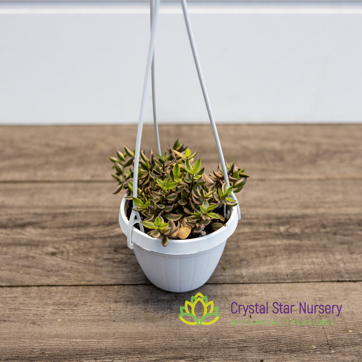 Crassula Volkensii Variegated